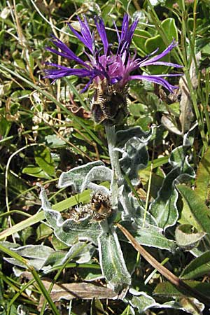 Centaurea triumfettii \ Triumfettis Flockenblume, Filz-Kornblume / Triumfetti's Cornflower, Kroatien/Croatia Velebit Zavizan 17.7.2007