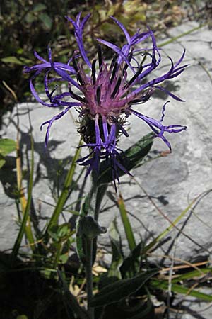 Centaurea triumfettii \ Triumfettis Flockenblume, Filz-Kornblume, Kroatien Velebit Zavizan 17.7.2007