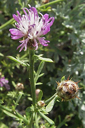 Centaurea brachtii \ Brachts Flockenblume, Kroatien Senj 18.7.2007