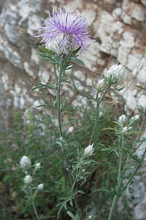 Centaurea alba \ Weikelch-Flockenblume / Knapweed, Kroatien/Croatia Istrien/Istria, Mošćenička Draga 14.7.2007