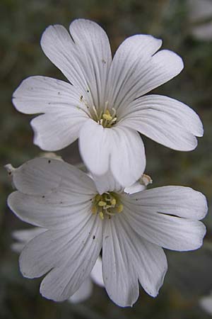 Cerastium grandiflorum \ Grobltiges Hornkraut / Large-Flowered Mouse-Ear, Kroatien/Croatia Karlobag 3.6.2008