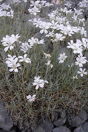 Cerastium grandiflorum \ Grobltiges Hornkraut / Large-Flowered Mouse-Ear, Kroatien/Croatia Karlobag 3.6.2008