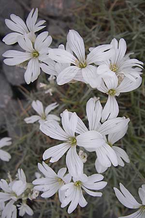 Cerastium grandiflorum \ Grobltiges Hornkraut, Kroatien Karlobag 3.6.2008