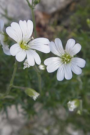 Cerastium arvense \ Acker-Hornkraut, Kroatien Učka 28.6.2010