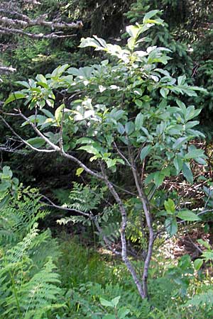 Rhamnus fallax / Carniolan Buckthorn, Croatia Plitvička 30.6.2010