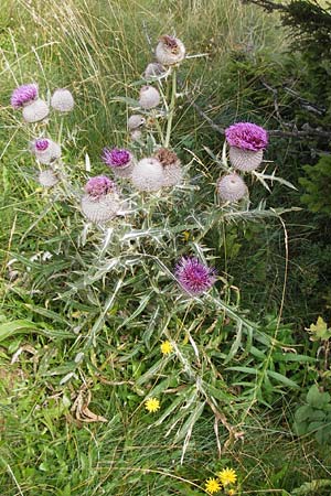 Cirsium eriophorum \ Wollkopf-Kratzdistel, Woll-Kratzdistel / Wooly Thistle, Kroatien/Croatia Velebit Zavizan 19.8.2016