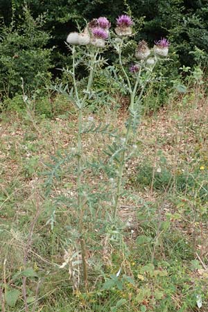 Cirsium eriophorum \ Wollkopf-Kratzdistel, Woll-Kratzdistel, Kroatien Učka 12.8.2016