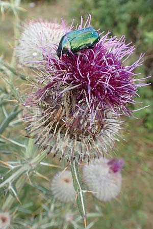 Cirsium eriophorum \ Wollkopf-Kratzdistel, Woll-Kratzdistel / Wooly Thistle, Kroatien/Croatia Učka 12.8.2016