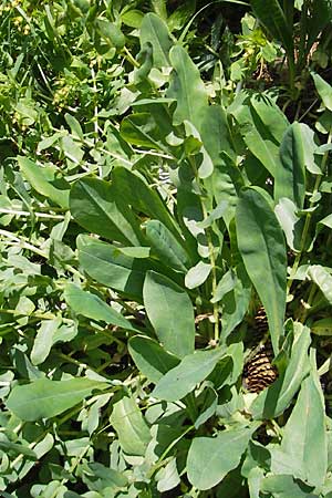 Cerinthe glabra \ Kahle Wachsblume, Alpen-Wachsblume / Smooth Honeywort, Kroatien/Croatia Velebit Zavizan 30.6.2010