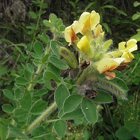 Cytisus supinus \ Niedriger Zwergginster, Kopf-Geiklee / Clustered Broom, Kroatien/Croatia Istrien/Istria, Gračišće 27.5.2006