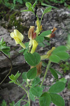 Cytisus supinus \ Niedriger Zwergginster, Kopf-Geiklee / Clustered Broom, Kroatien/Croatia Plitvička 3.6.2006