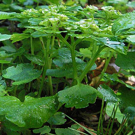 Chrysosplenium alternifolium \ Wechselblttriges Milzkraut, Gold-Milzkraut / Alternate-Leaved Golden-Saxifrage, Kroatien/Croatia Medvednica 5.6.2006