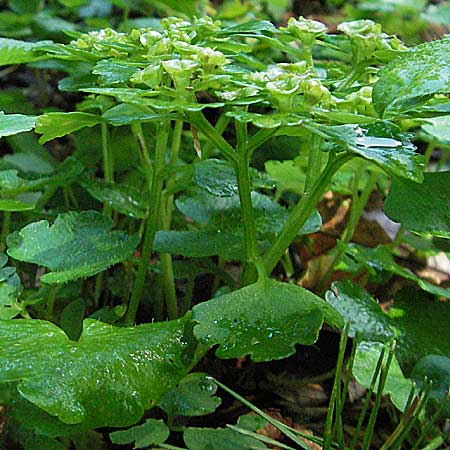 Chrysosplenium alternifolium / Alternate-Leaved Golden-Saxifrage, Croatia Medvednica 5.6.2006