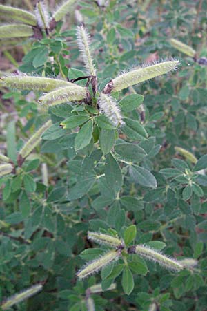 Cytisus supinus \ Niedriger Zwergginster, Kopf-Geiklee / Clustered Broom, Kroatien/Croatia Plitvička 19.7.2007