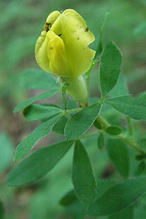 Cytisus supinus \ Niedriger Zwergginster, Kopf-Geiklee, Kroatien Plitvička 19.7.2007