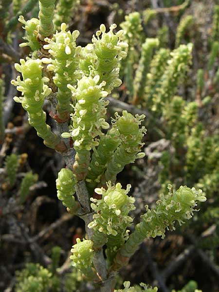 Salicornia europaea \ Europischer Queller, Kroatien Šibenik 3.6.2008