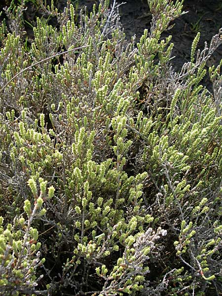 Salicornia europaea \ Europischer Queller / Common Glasswort, Kroatien/Croatia Šibenik 3.6.2008