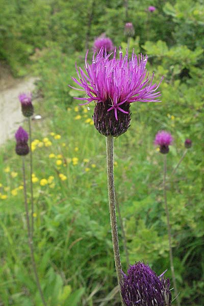 Cirsium pannonicum \ Ungarische Kratzdistel, Kroatien Istrien, Gračišće 27.5.2006