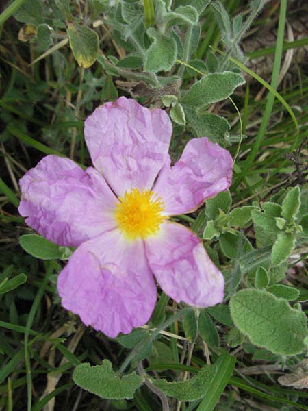 Cistus incanus subsp. incanus \ Graubehaarte Zistrose, Kroatien Istrien, Bale 29.5.2006