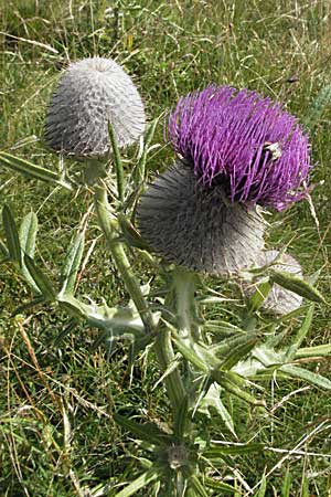 Cirsium eriophorum \ Wollkopf-Kratzdistel, Woll-Kratzdistel, Kroatien Velebit Zavizan 17.7.2007