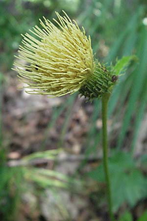 Cirsium erisithales / Yellow Thistle, Croatia Plitvička 19.7.2007