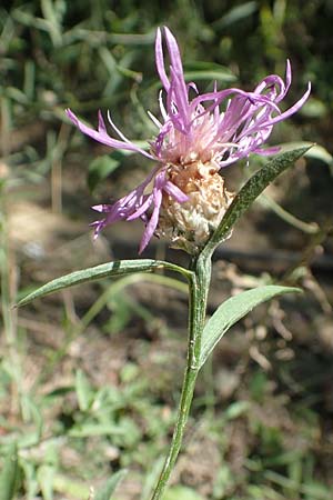 Centaurea jacea \ Wiesen-Flockenblume / Brown Knapweed, Kroatien/Croatia Istrien/Istria, Vrh 11.8.2016