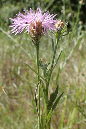 Centaurea jacea \ Wiesen-Flockenblume / Brown Knapweed, Kroatien/Croatia Istrien/Istria, Vrh 11.8.2016