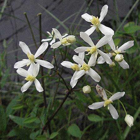 Clematis recta \ Aufrechte Waldrebe, Kroatien Plitvička 3.6.2006