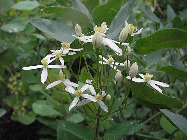 Clematis recta \ Aufrechte Waldrebe, Kroatien Plitvička 3.6.2006