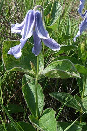 Clematis integrifolia \ Ganzblttrige Waldrebe / Southern Clematis, Kroatien/Croatia Udbina 2.6.2008