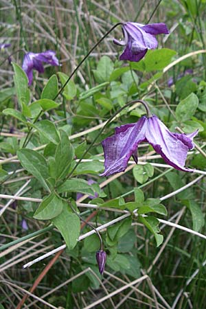 Clematis viticella \ Italienische Waldrebe, Kroatien Visovac 2.6.2008