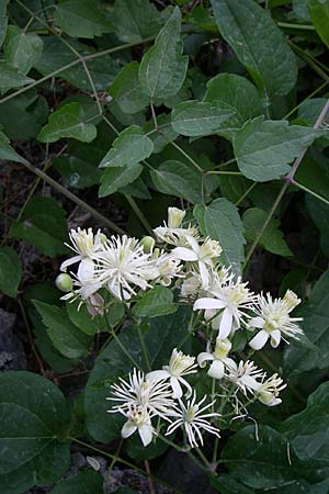 Clematis vitalba \ Gewhnliche Waldrebe / Traveller's Joy, Kroatien/Croatia Krka 3.6.2008