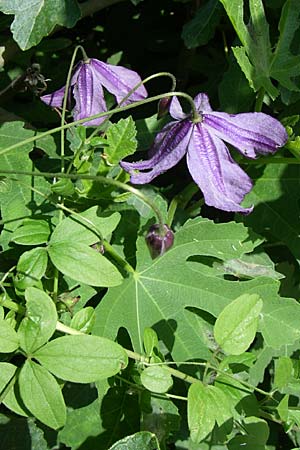 Clematis viticella \ Italienische Waldrebe / Italian Clematis, Kroatien/Croatia Krka 3.6.2008