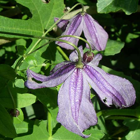 Clematis viticella \ Italienische Waldrebe, Kroatien Krka 3.6.2008