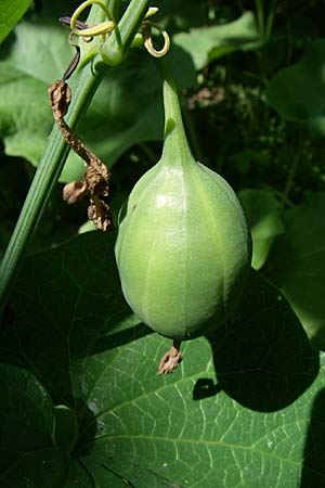 Aristolochia clematitis \ Echte Osterluzei / Birthwort, Kroatien/Croatia Krka 3.6.2008