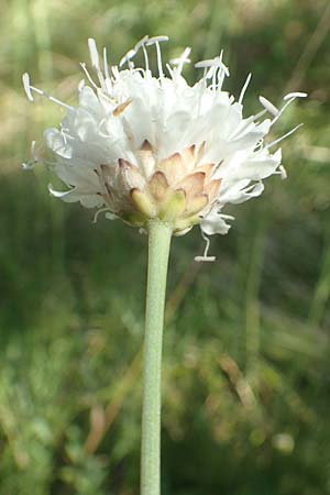 Cephalaria leucantha \ Weier Schuppenkopf, Kroatien Risnjak 14.8.2016