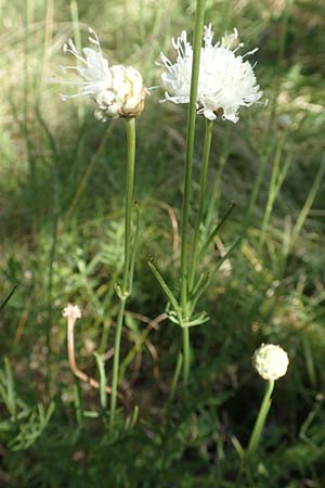 Cephalaria leucantha \ Weier Schuppenkopf, Kroatien Risnjak 14.8.2016