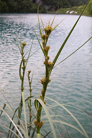 Cladium mariscus \ Schneid-Ried / Great Fen Sedge, Kroatien/Croatia Plitvička 1.6.2008