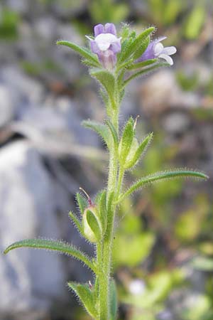 Chaenorhinum minus \ Kleiner Orant / Small Toadflax, Kroatien/Croatia Velebit 18.8.2016