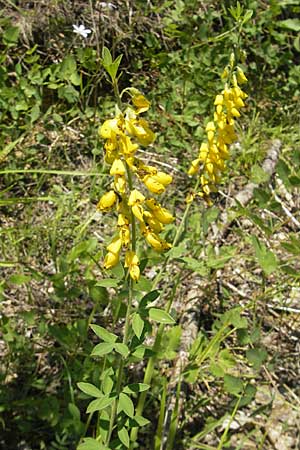 Cytisus nigricans \ Schwarzwerdender Geiklee / Black Broom, Kroatien/Croatia Istrien/Istria, Buzet 28.6.2010