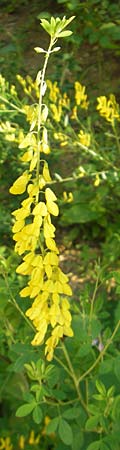 Cytisus nigricans \ Schwarzwerdender Geiklee / Black Broom, Kroatien/Croatia Medvednica 1.7.2010