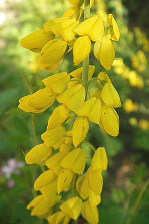 Cytisus nigricans \ Schwarzwerdender Geiklee / Black Broom, Kroatien/Croatia Medvednica 20.7.2007