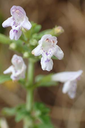 Clinopodium calamintha \ Kleinbltige Bergminze / Lesser Calamint, Kroatien/Croatia Istrien/Istria, Labin 17.8.2016