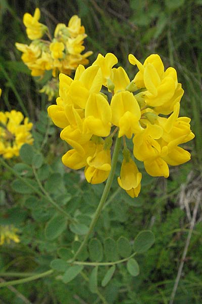 Coronilla coronata \ Berg-Kronwicke / Scorpion Vetch, Kroatien/Croatia Istrien/Istria, Gračišće 27.5.2006