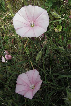 Convolvulus cantabrica \ Kantabrische Winde / Southern Bindweed, Kroatien/Croatia Istrien/Istria, Limski Fjord 29.5.2006