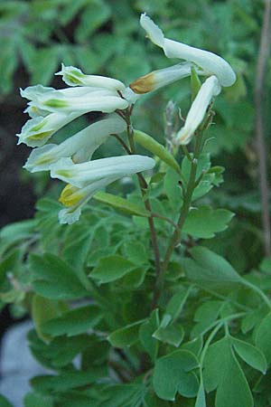 Corydalis alba \ Blagelber Lerchensporn, Kroatien Velebit 16.7.2007