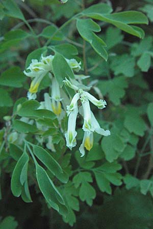 Corydalis alba \ Blagelber Lerchensporn, Kroatien Velebit 16.7.2007