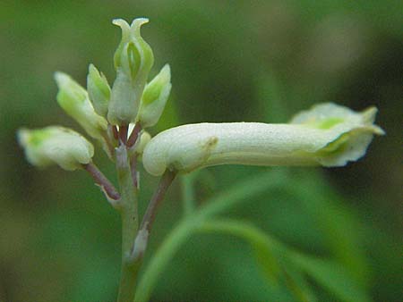 Corydalis alba / Pale Corydalis, Croatia Učka 14.7.2007