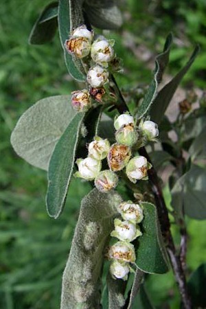 Cotoneaster tomentosus \ Filzige Zwergmispel / Brickberry Cotoneaster, Kroatien/Croatia Plitvička 1.6.2008