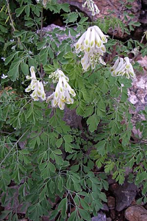 Corydalis alba \ Blagelber Lerchensporn / Pale Corydalis, Kroatien/Croatia Velebit 3.6.2008